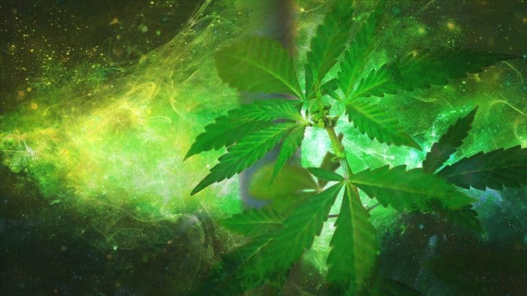 descubre-las-funciones-de-las-semillas-de-cannabis-con-la-mejor-informacion