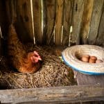 gallinas en corral casero