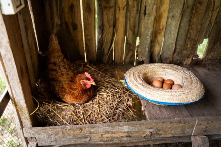 gallinas en corral casero