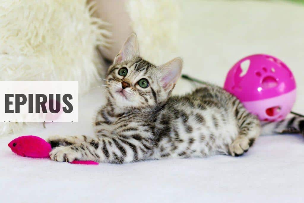 productos para gatos