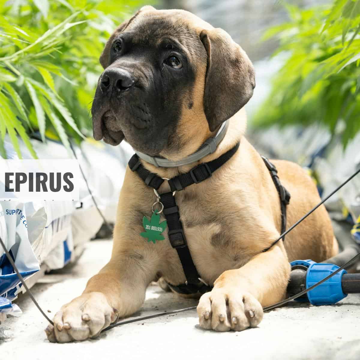 productos para perros