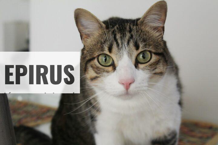 Mosquiteras para gatos para seguridad y ventilación en tu hogar
