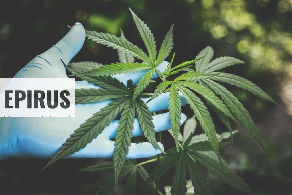 CBD para los perros