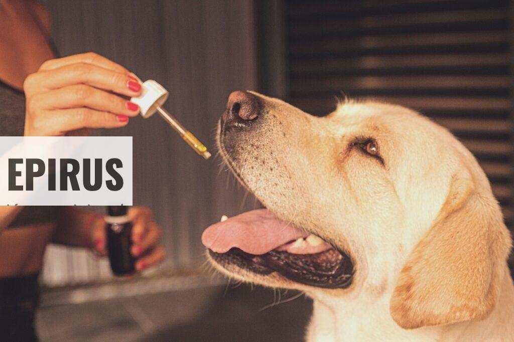 CBD perros