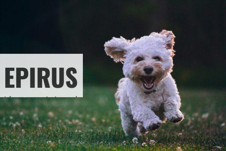 Beneficios del CBD para los perros