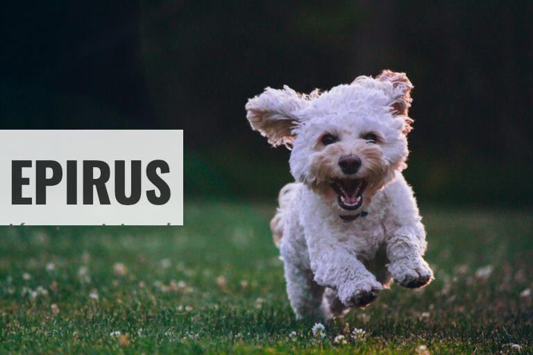 Beneficios del CBD para los perros