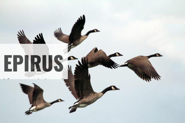 Envío de aves para rodajes: cómo garantizar seguridad y profesionalismo en tus producciones