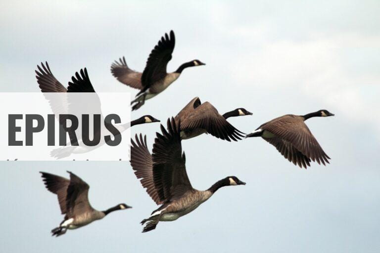 gray-and-black mallard ducks flying during day time